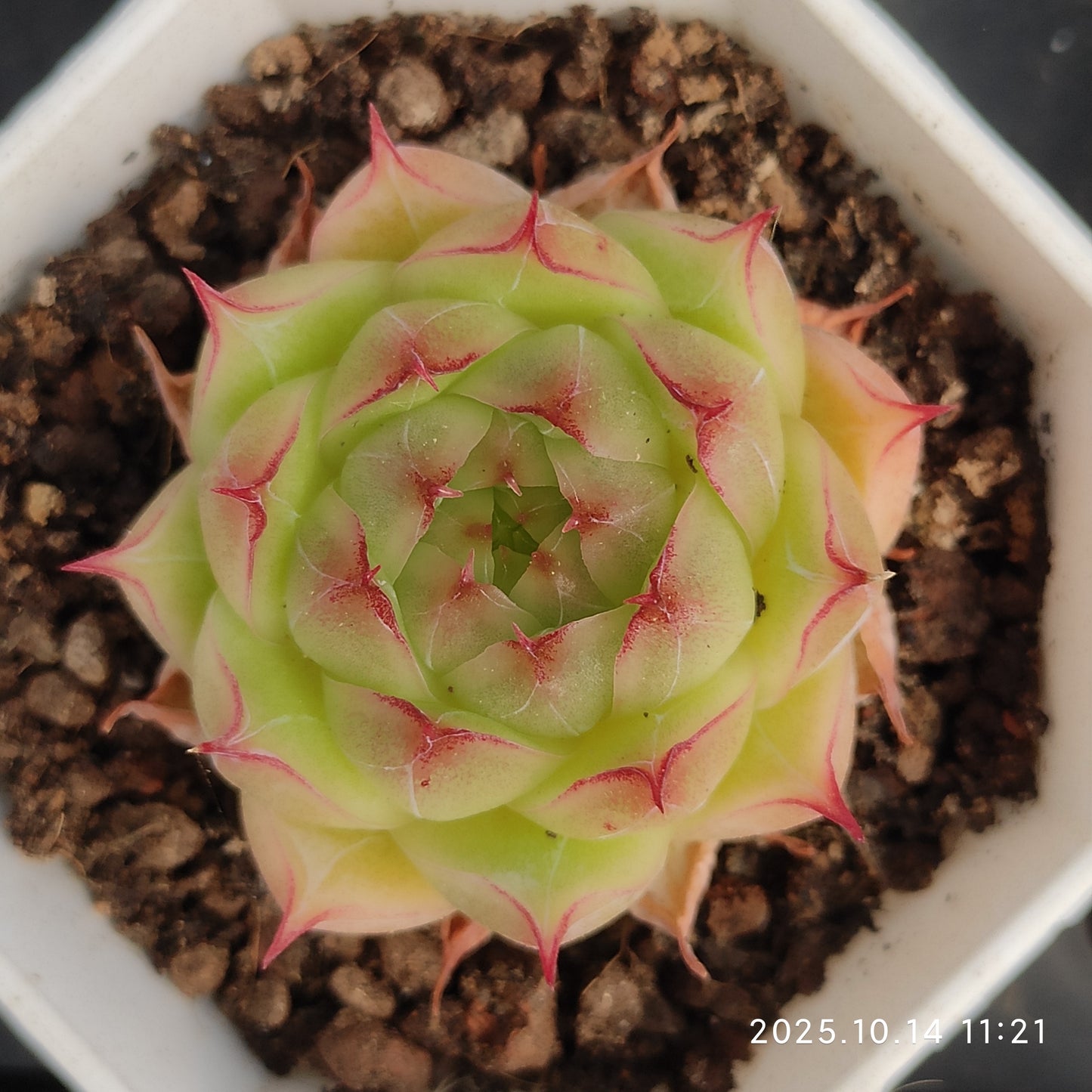 WWA408 マルギャンHyb（7cm pot）