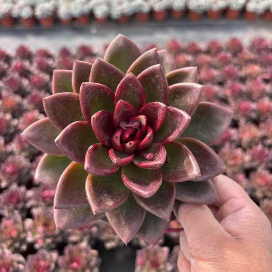 261191 プレンティローズ