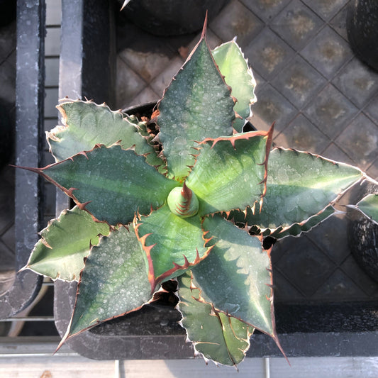 TPKM019 マクロアカンサ（15cm pot）
