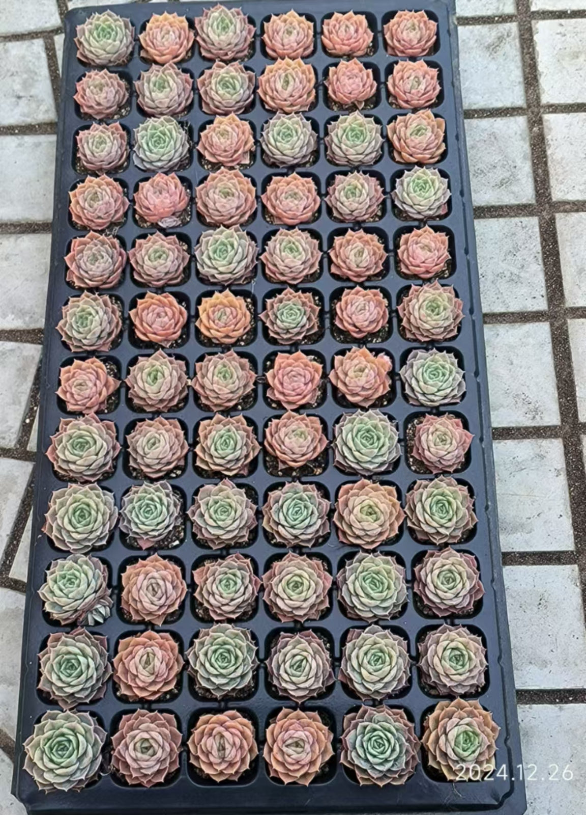 20662 オウンスロー（4cm pot）（ポット苗）