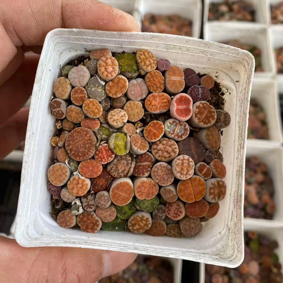 YNLH003-POT リトープス ミックス  (7cm pot)