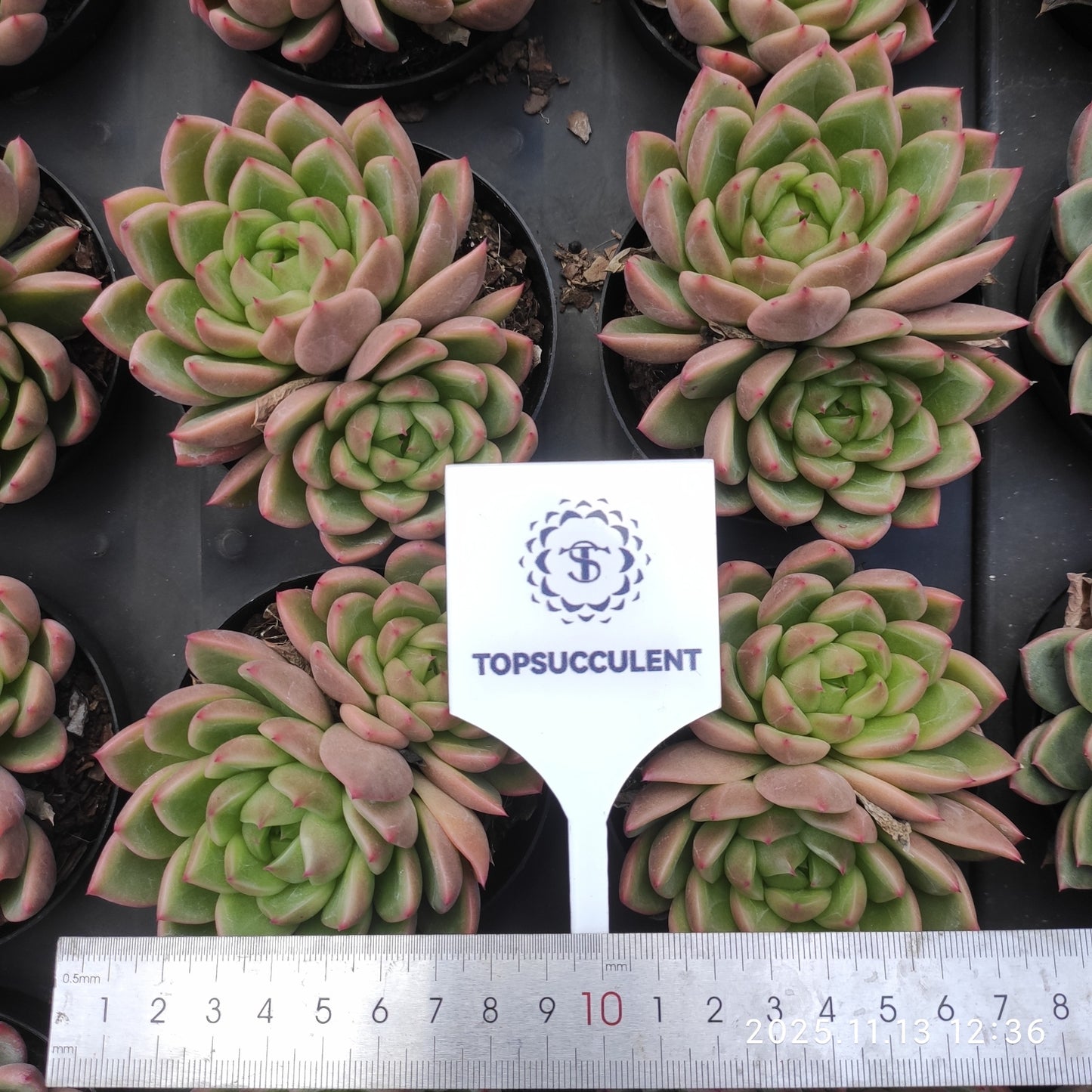 22457  ダイアモンド　ジェニーHyb（9cm pot）