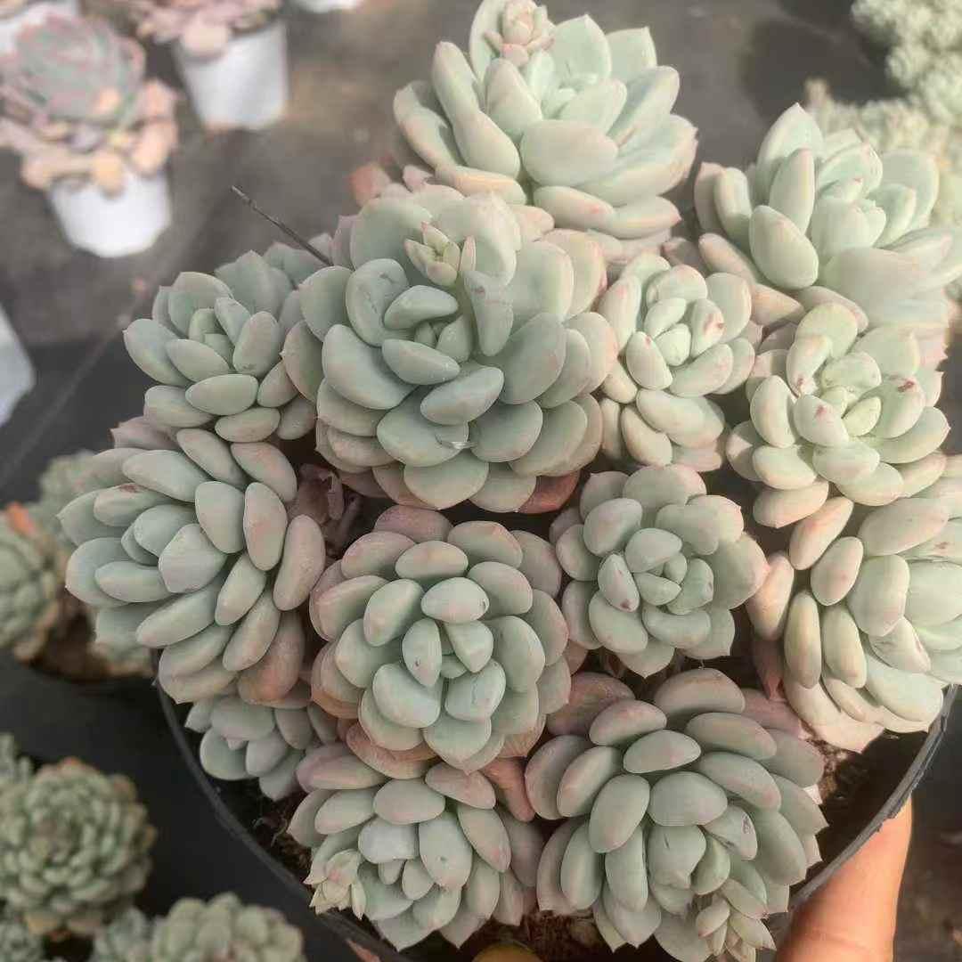 259721 ジェイドヘア