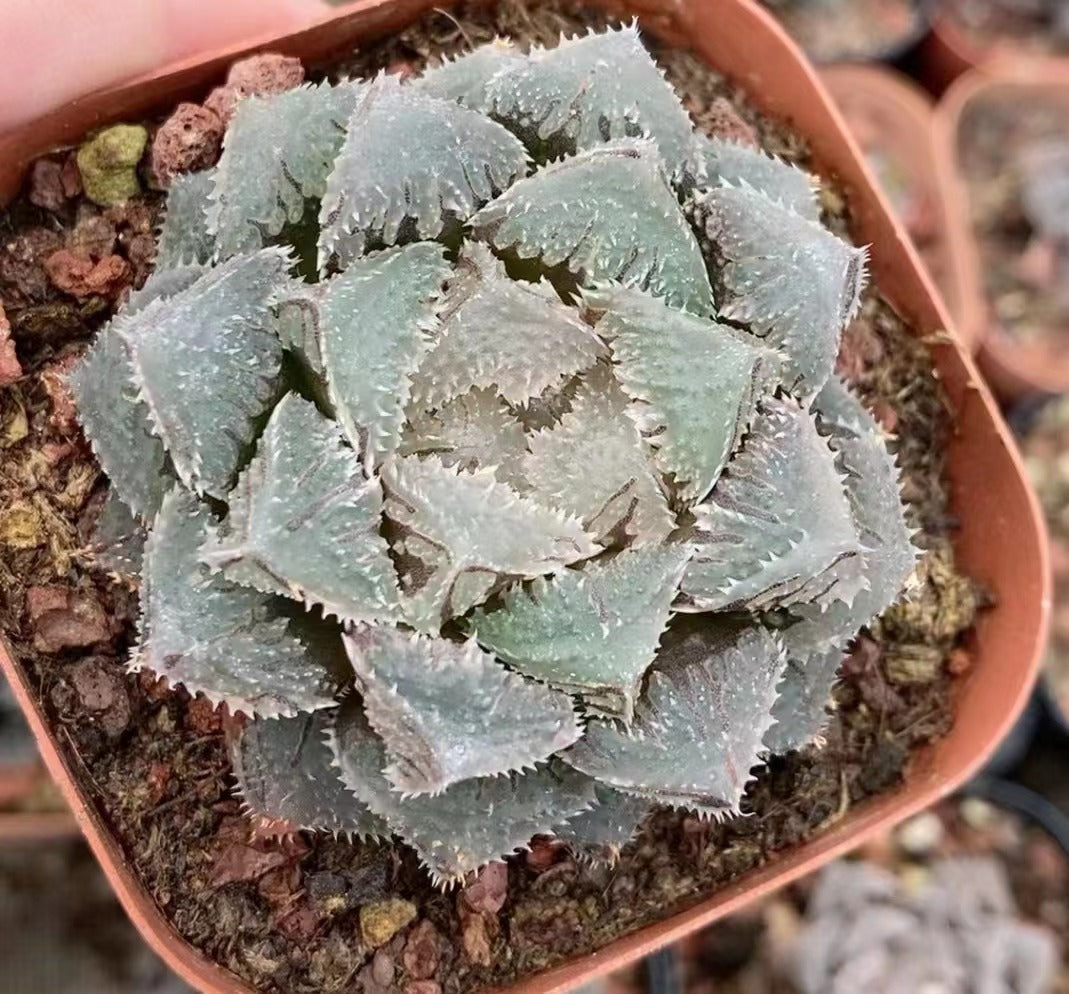 ハオルチア 普通苗 – Top Succulent®