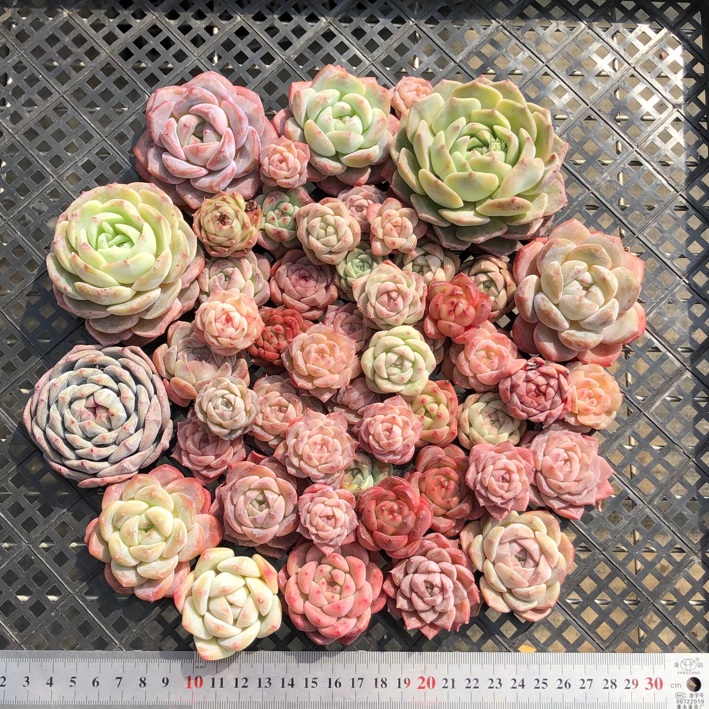 22048 ミックス苗 13