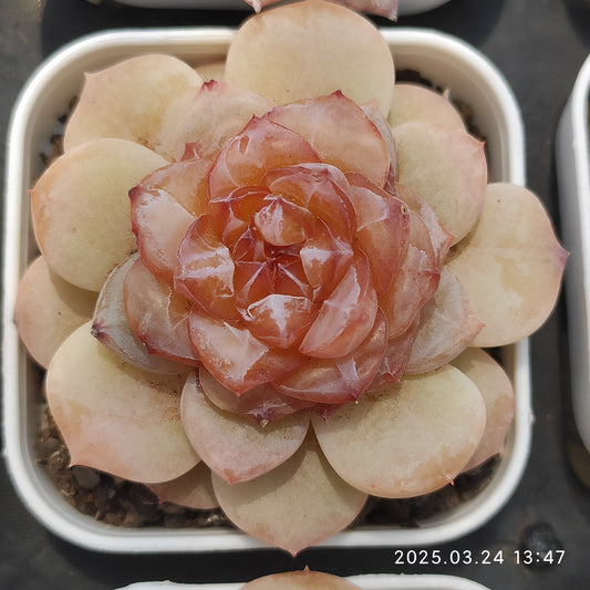 MMY884 ウィンター　プラム(5.5cm pot)