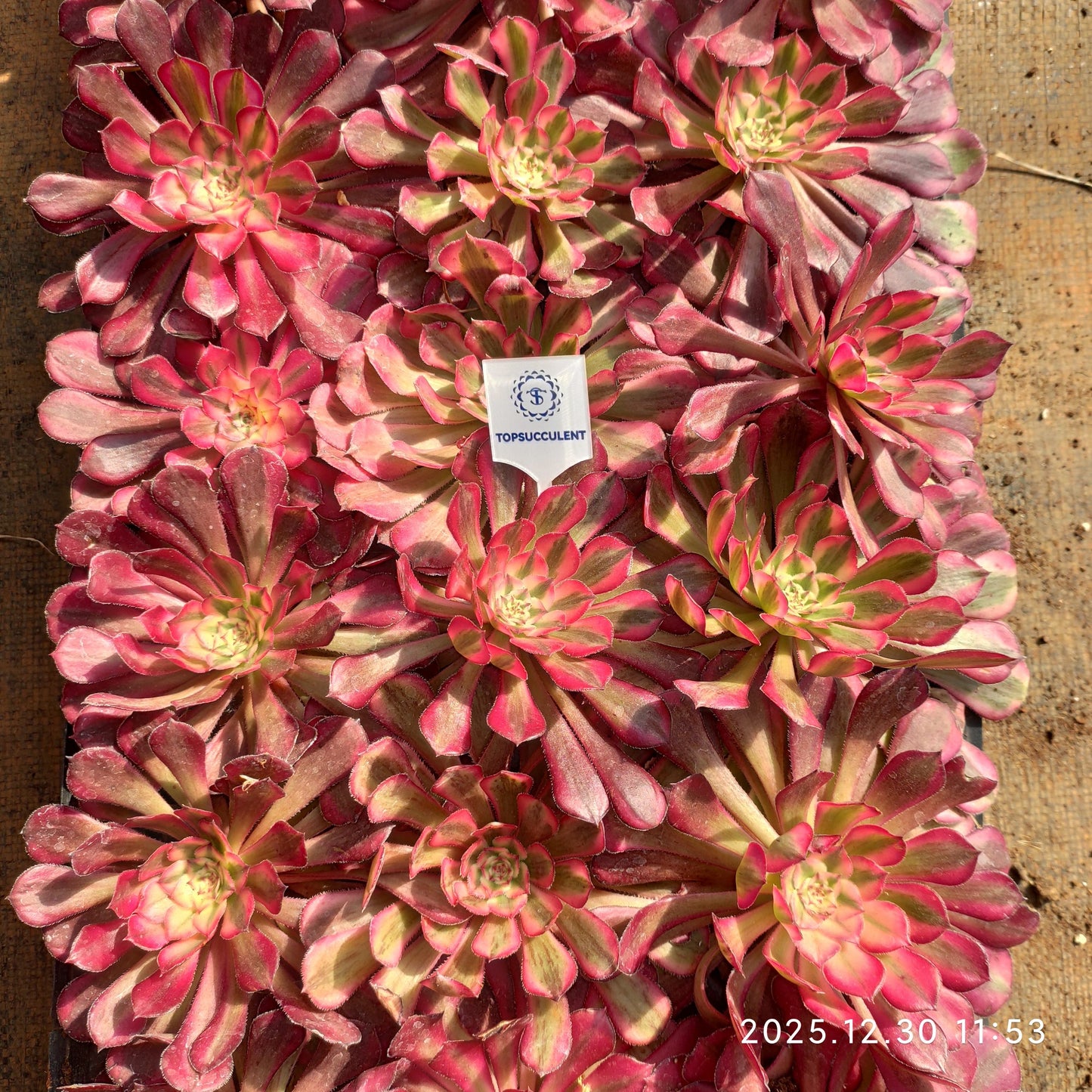 3463 アエオニウム ガーネット