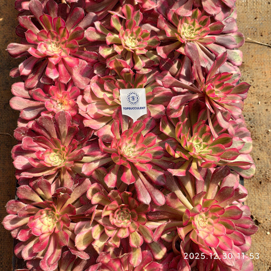 3463 アエオニウム ガーネット