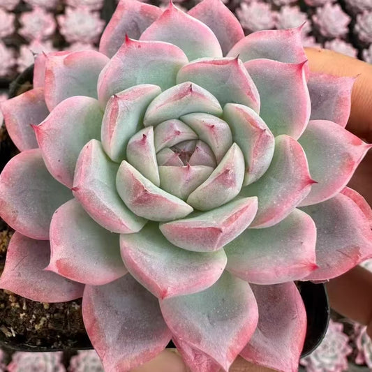 QNY146 ホワイト　スネーク（5cm pot）
