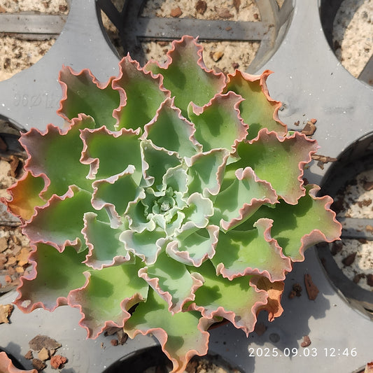 ZZA344 ブルーフォックス（11cm pot）