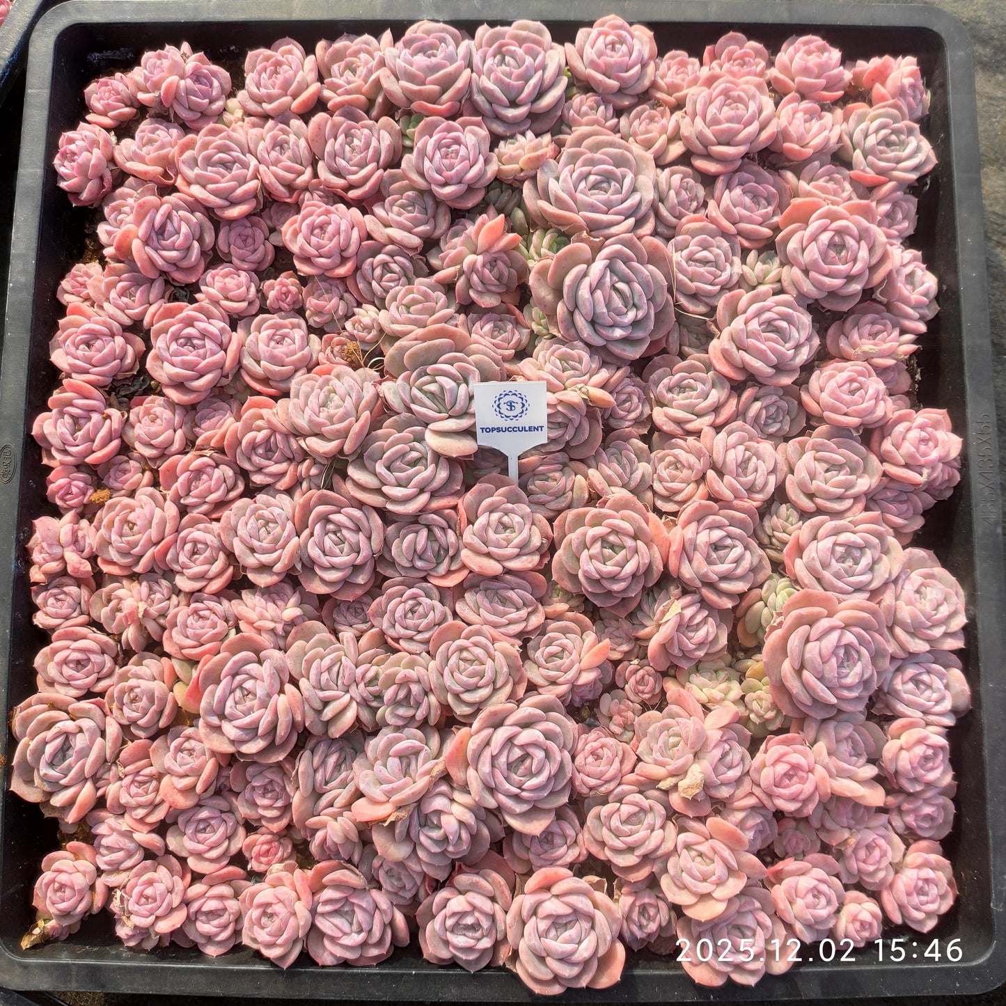 23037 エリー　クィーンHyb（ポット苗）