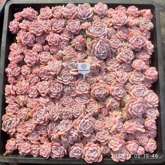 23037 エリー　クィーンHyb（ポット苗）