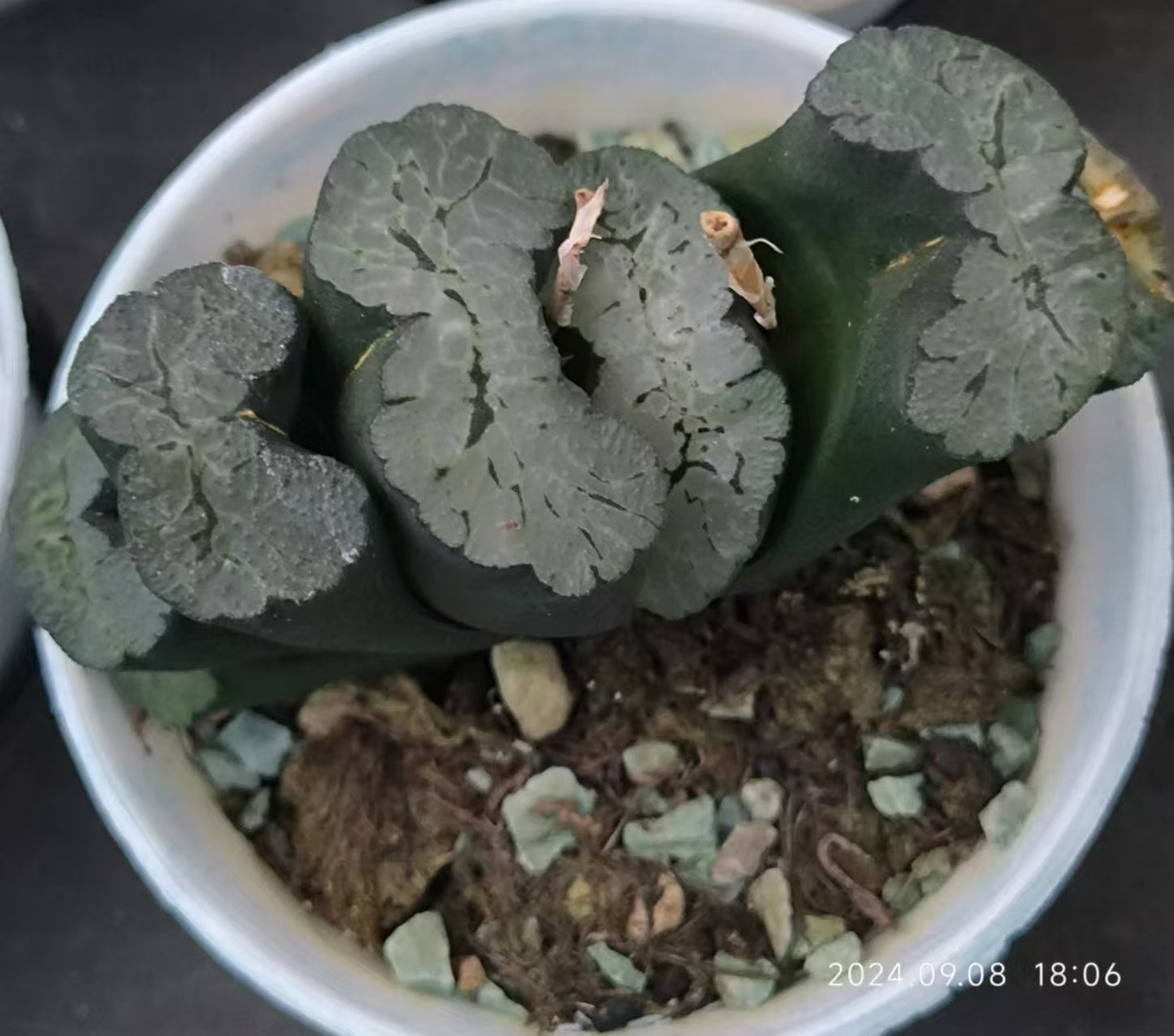 13204 ハオルチア トゥルンカータ エーオー ゴゼン