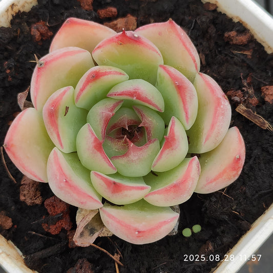 YBB209 エンチャンティングフェアリー（7cm pot）