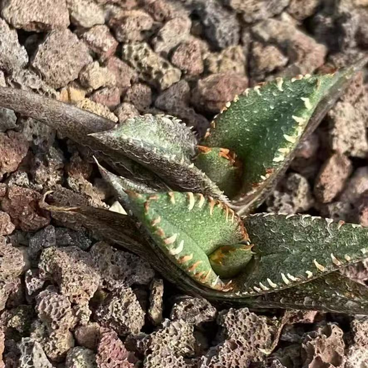 20314 アガベ　チタノタ　鬼面蝎（きめんかつ）（5cm pot）