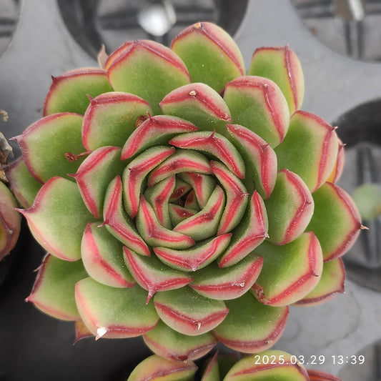 MMT007 ファイヤーフライ（蛍） （5.5cm pot）