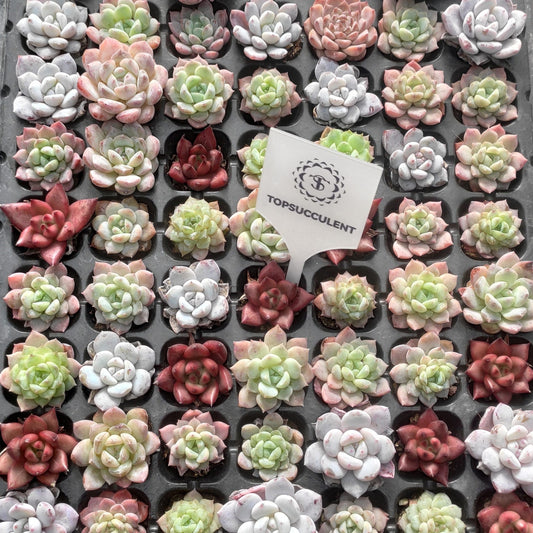 21736  チワワエンシス x フランク（3cm pot）（ポット苗）