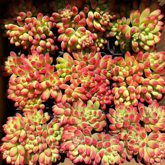 22936 アリス　エブンズ