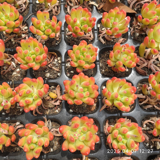 DQ178 アリス エヴァンス(5cm pot)
