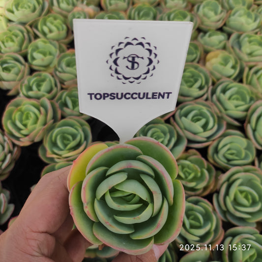 50198 ピーチプライド（5.5cm pot）