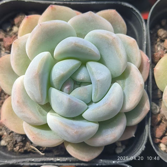 HC251 アイスハートHyb（6.5 cm pot）
