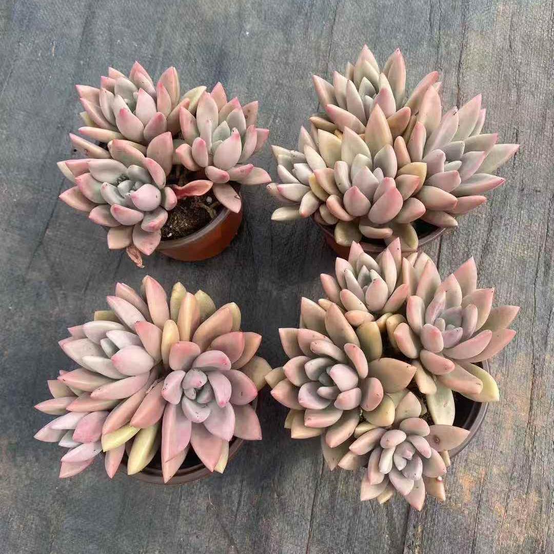 261231 ルビードナ