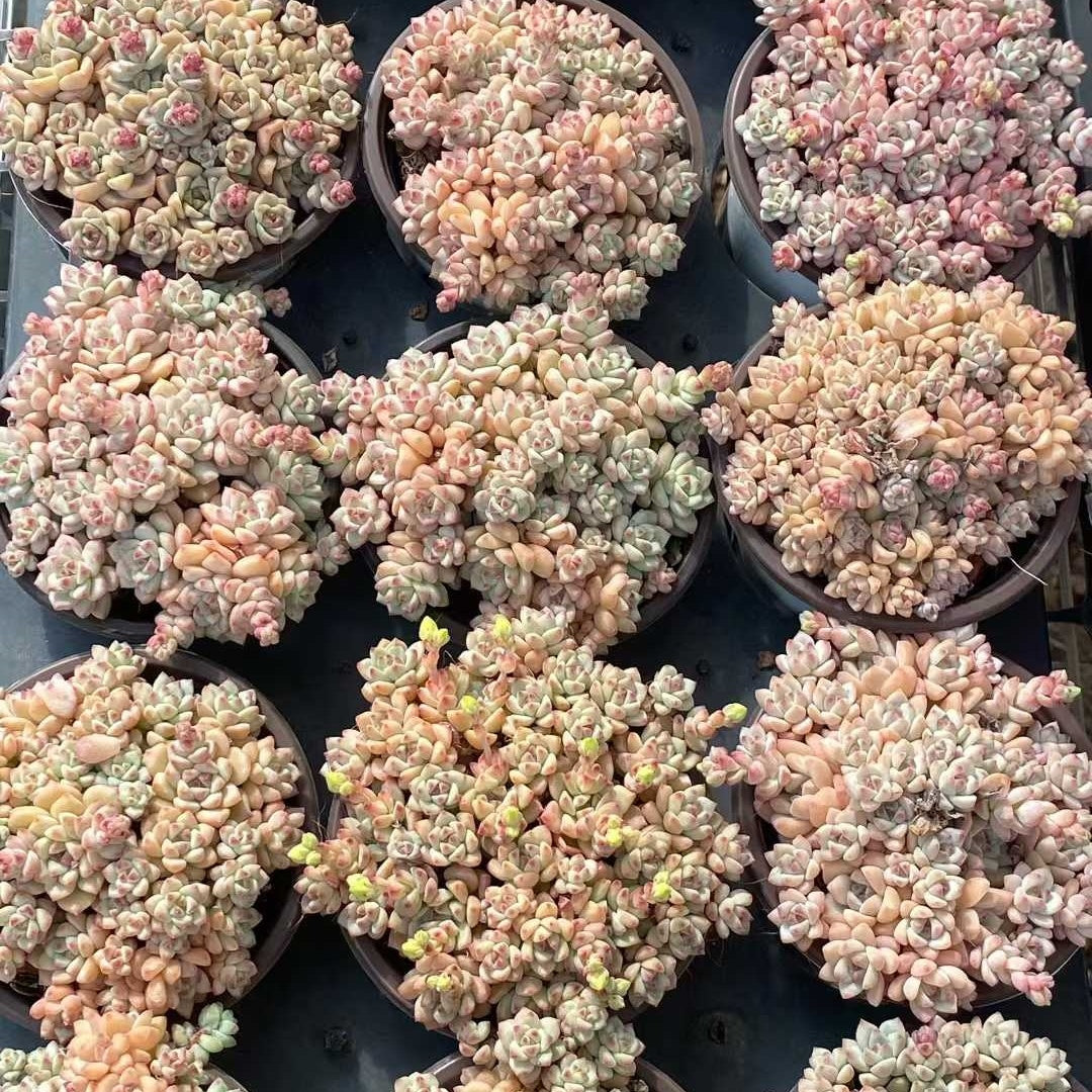 25738 キャラメルスプライト