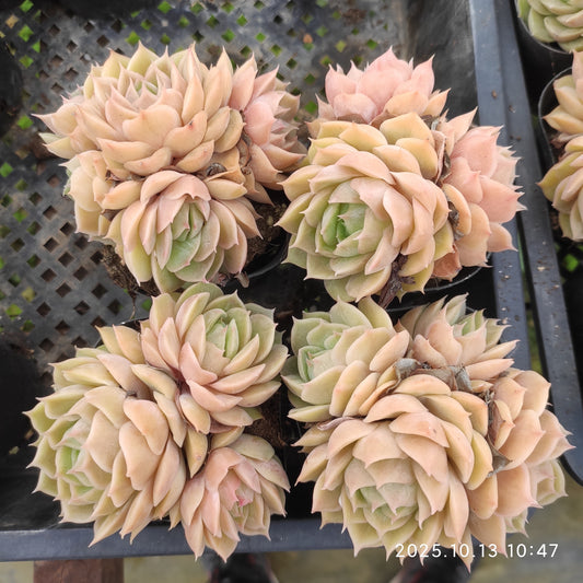 20574 オウンスロー（6.5cm pot）