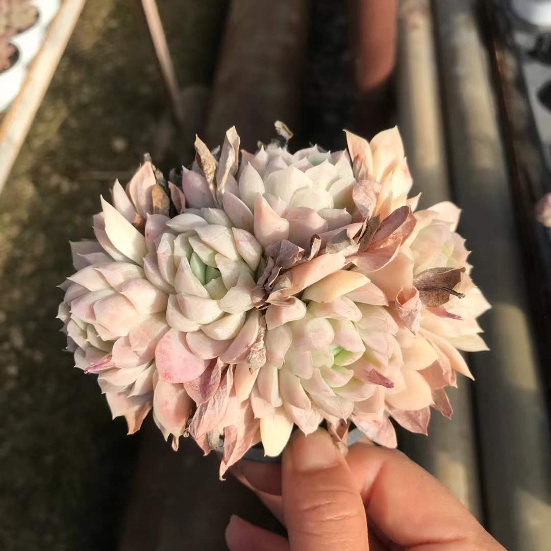 265545 レインボープラム