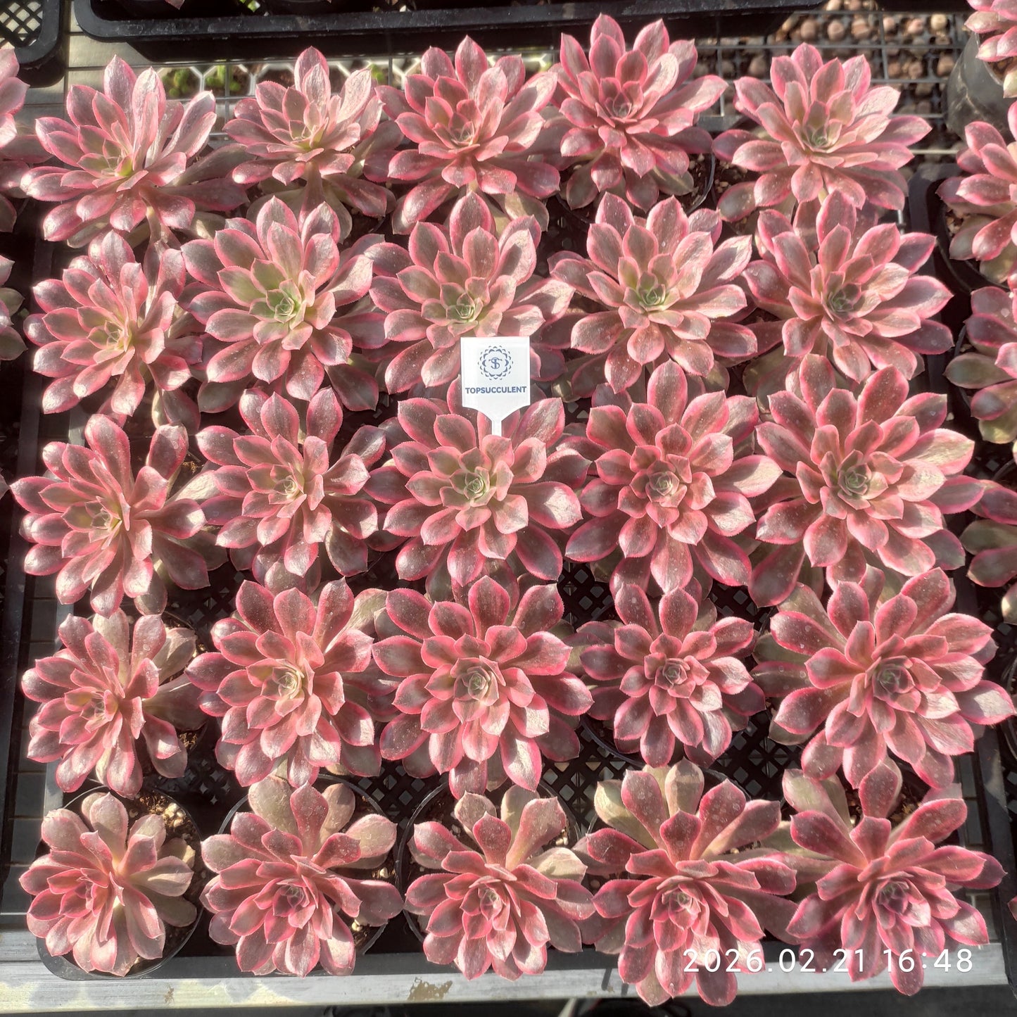 26083 ブラック　デビル