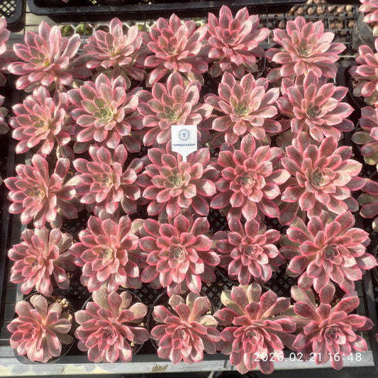 26083 ブラック　デビル