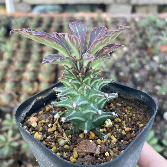 ZL615 紫紋竜7cm pot）