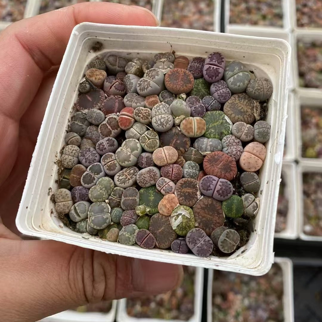 YNLH002-POT リトープス ミックス  (7cm pot)