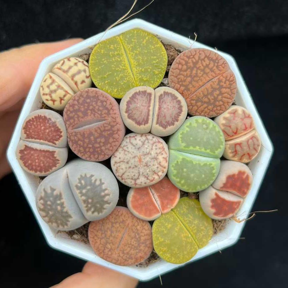 リトープス　抜き苗 2025年最新】リトープス 抜き苗の人気アイテム - メルカリ