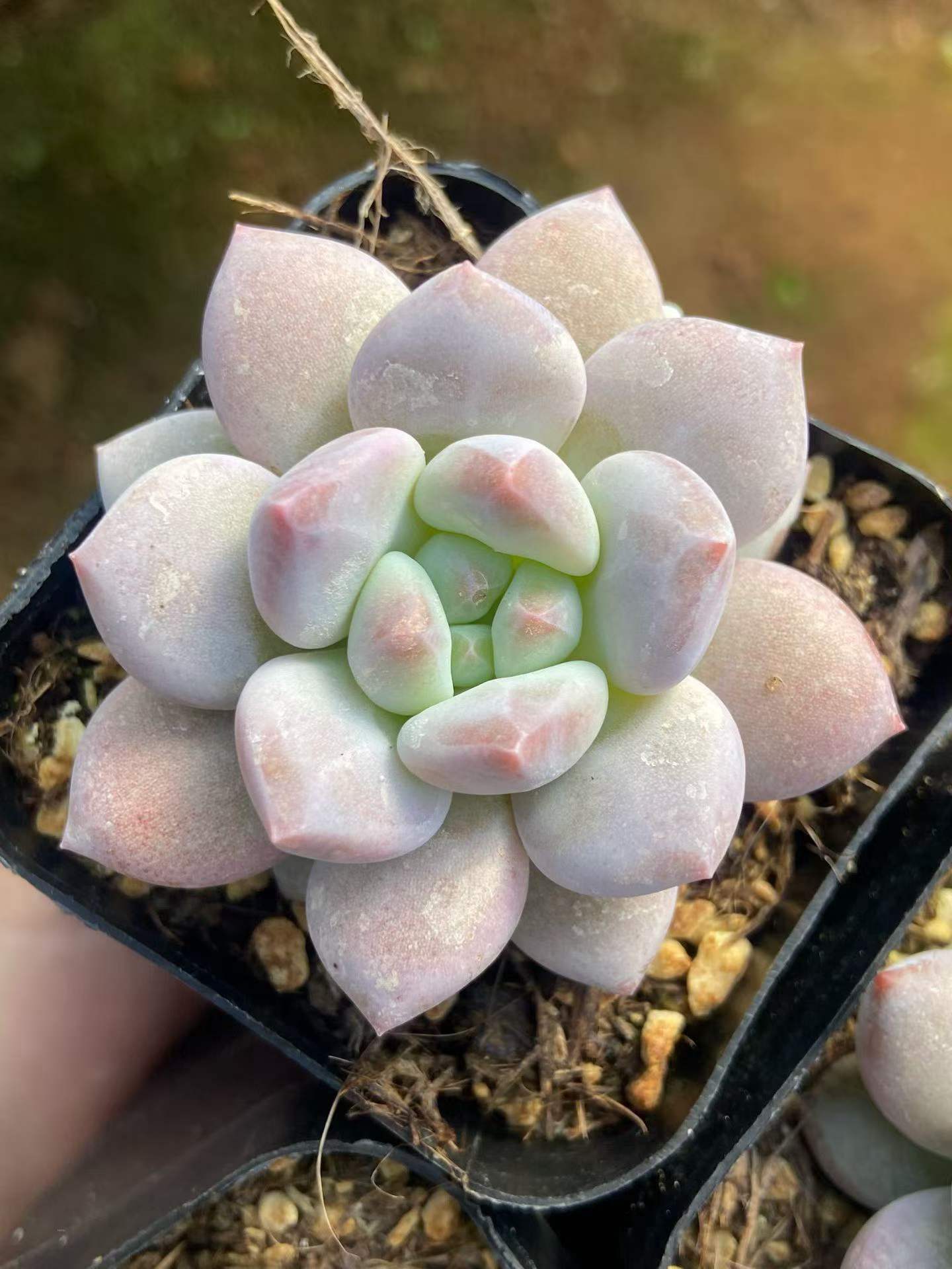 商品一覧 – Top Succulent®