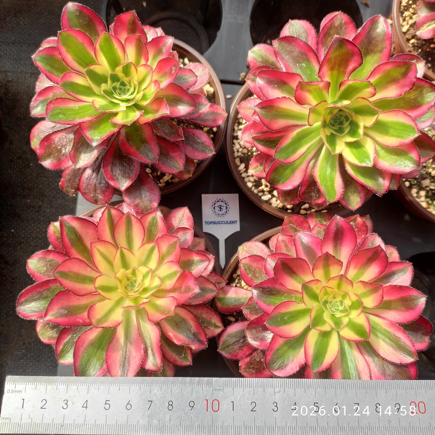 25497 レッド　ベルベット