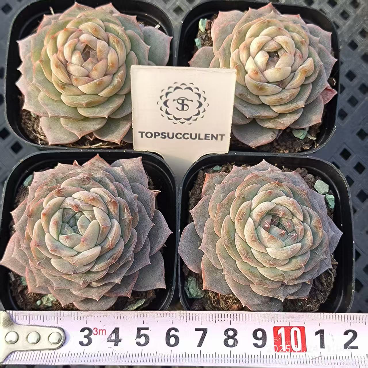 19915 アメイジンググレイス（6.5cm pot）