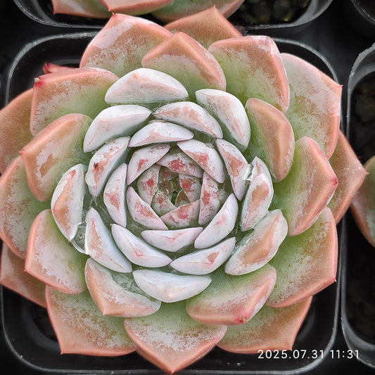 MMT445 アメイジンググレイス （7cm pot）