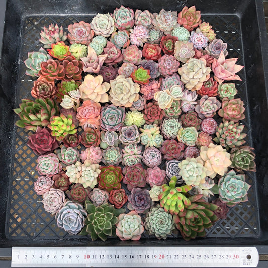 17856 ミックス苗 (穴トレー苗) 07