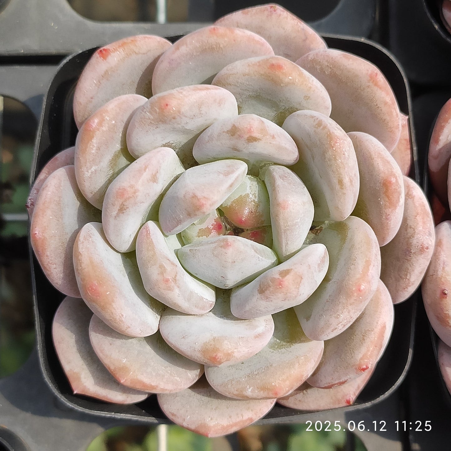 MMT817 オレンジモンロー （7cm pot)