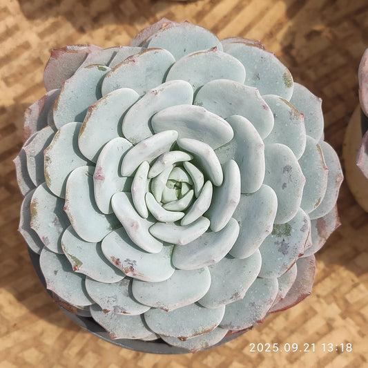 ZX204 ビゴニア（9cm pot）
