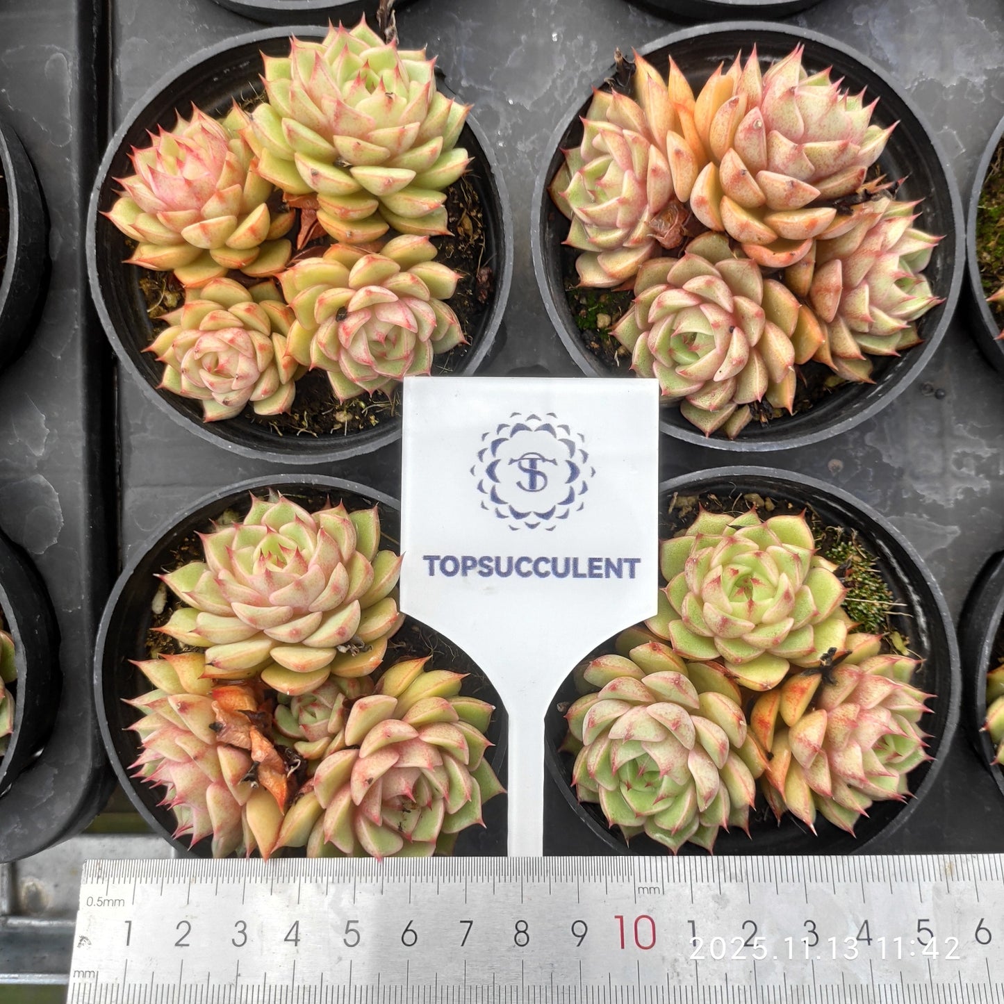 22439  ベンバディス（9cm pot）