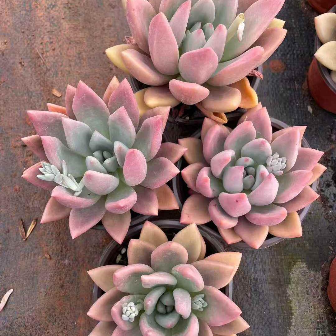 259741 ルビードナ