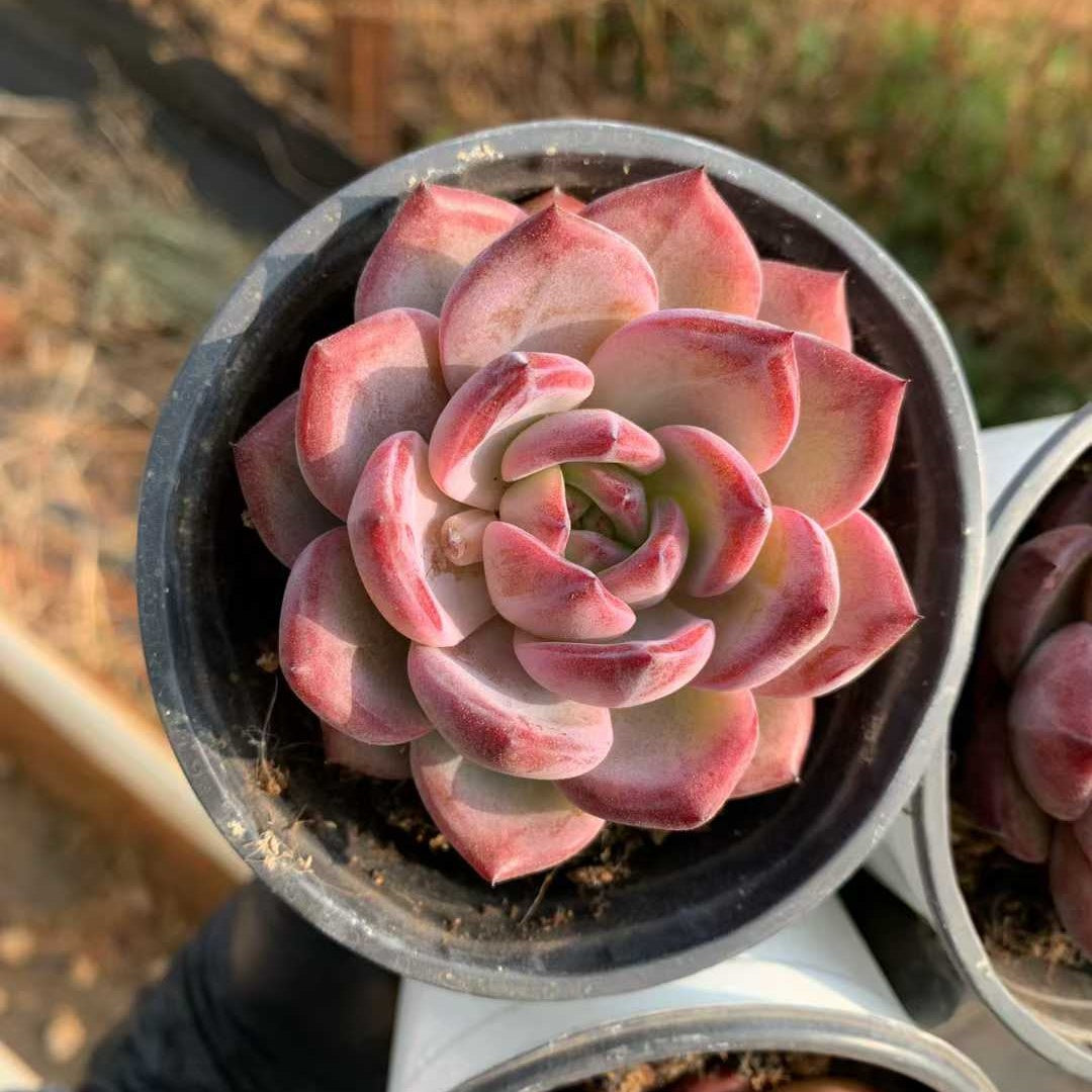 24109 デアデビル