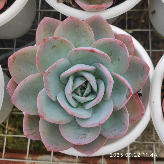 ZAJ035 ブレランド(18cm pot)