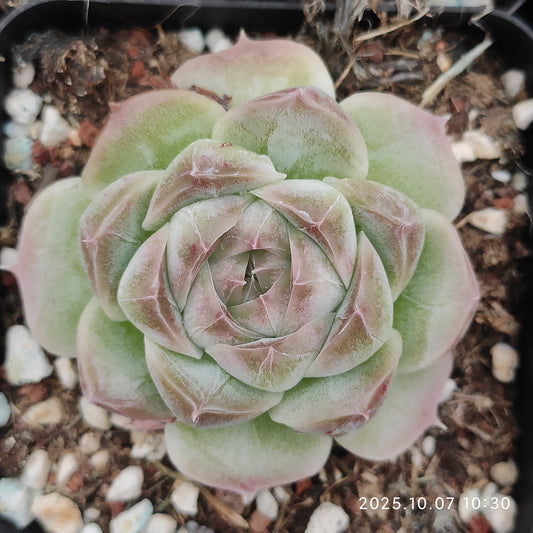 XQ1439 アイス　スピリットHyb（7cm pot）
