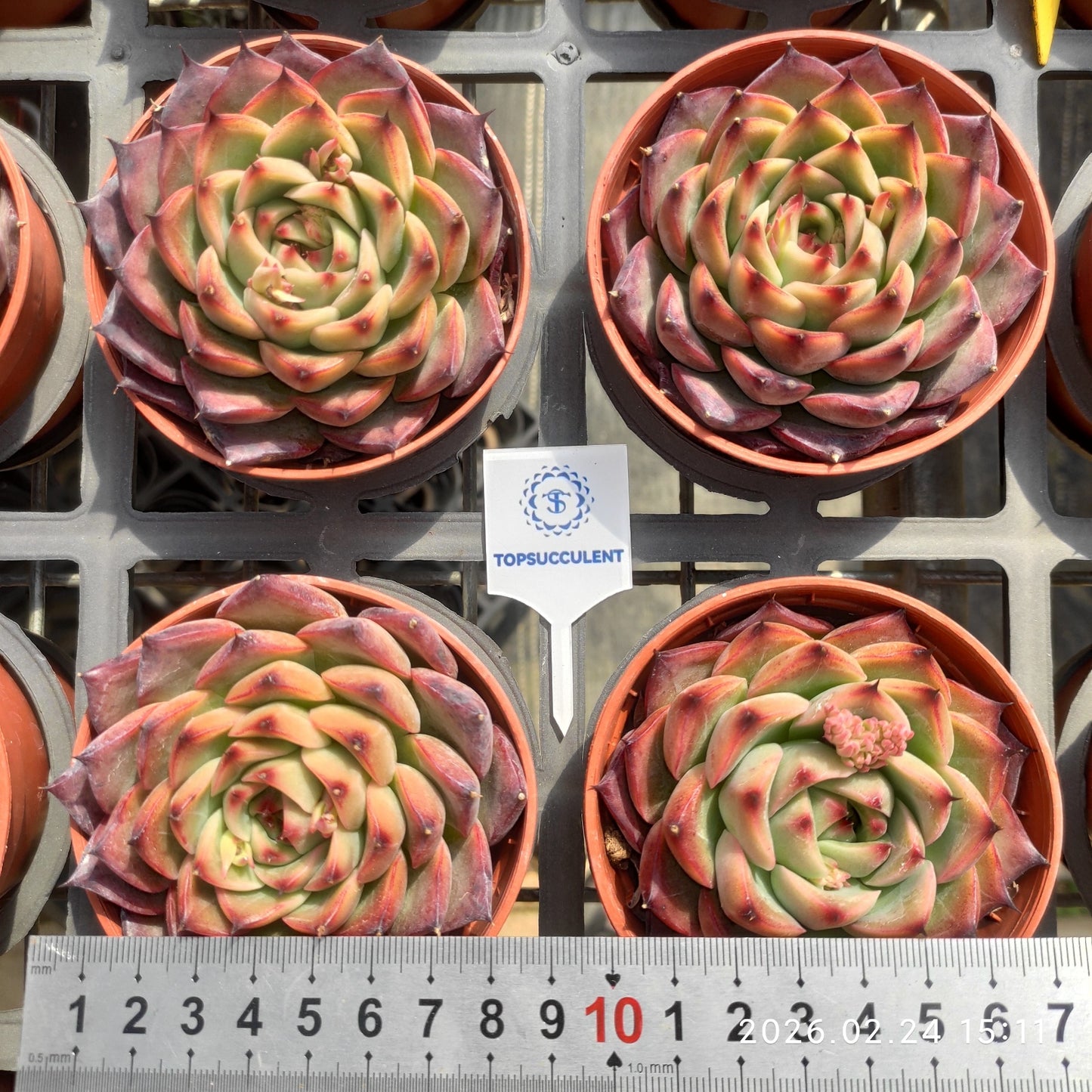 15947 ファイヤーピラー