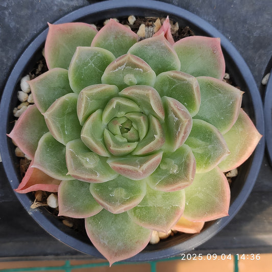 MMY1008 ドクター　ストレーンジ(9cm pot)