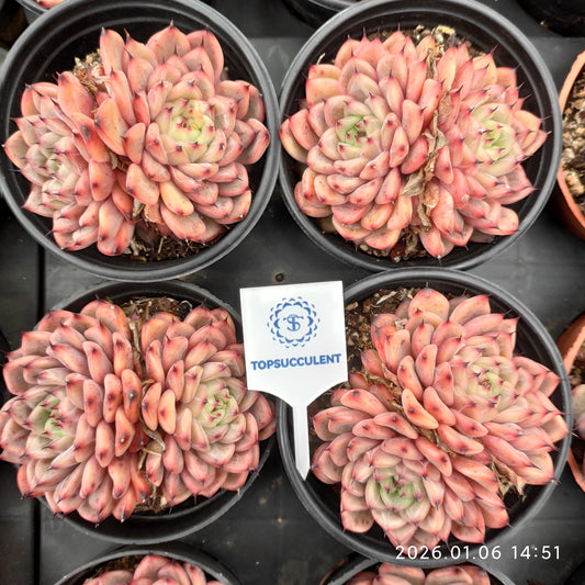 24397 オリジナル　ザラーゴーサーHyb