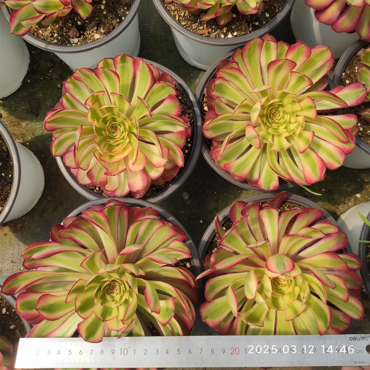YF416 アエオニウム ガーネット （15cm pot）